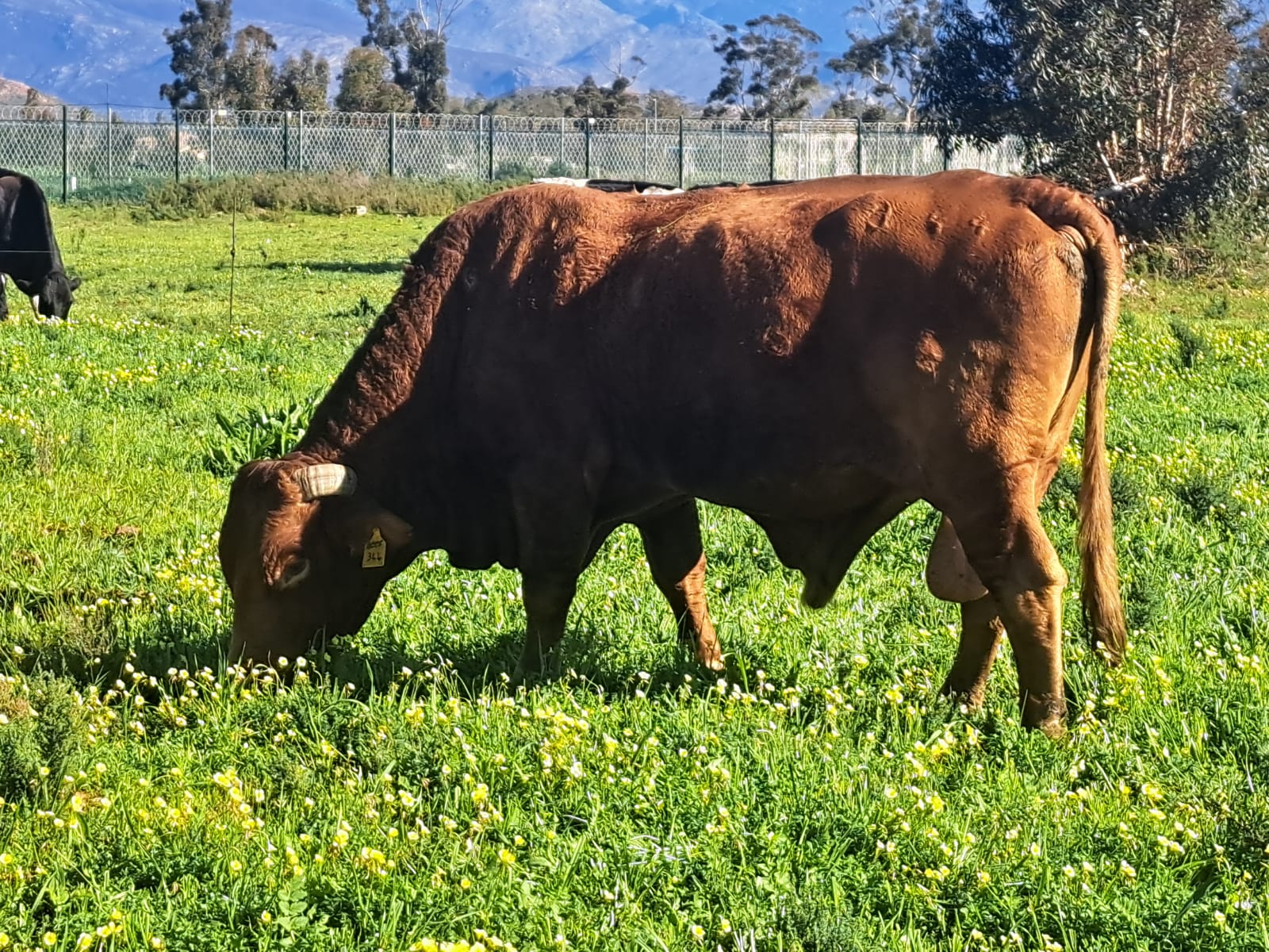 cattle